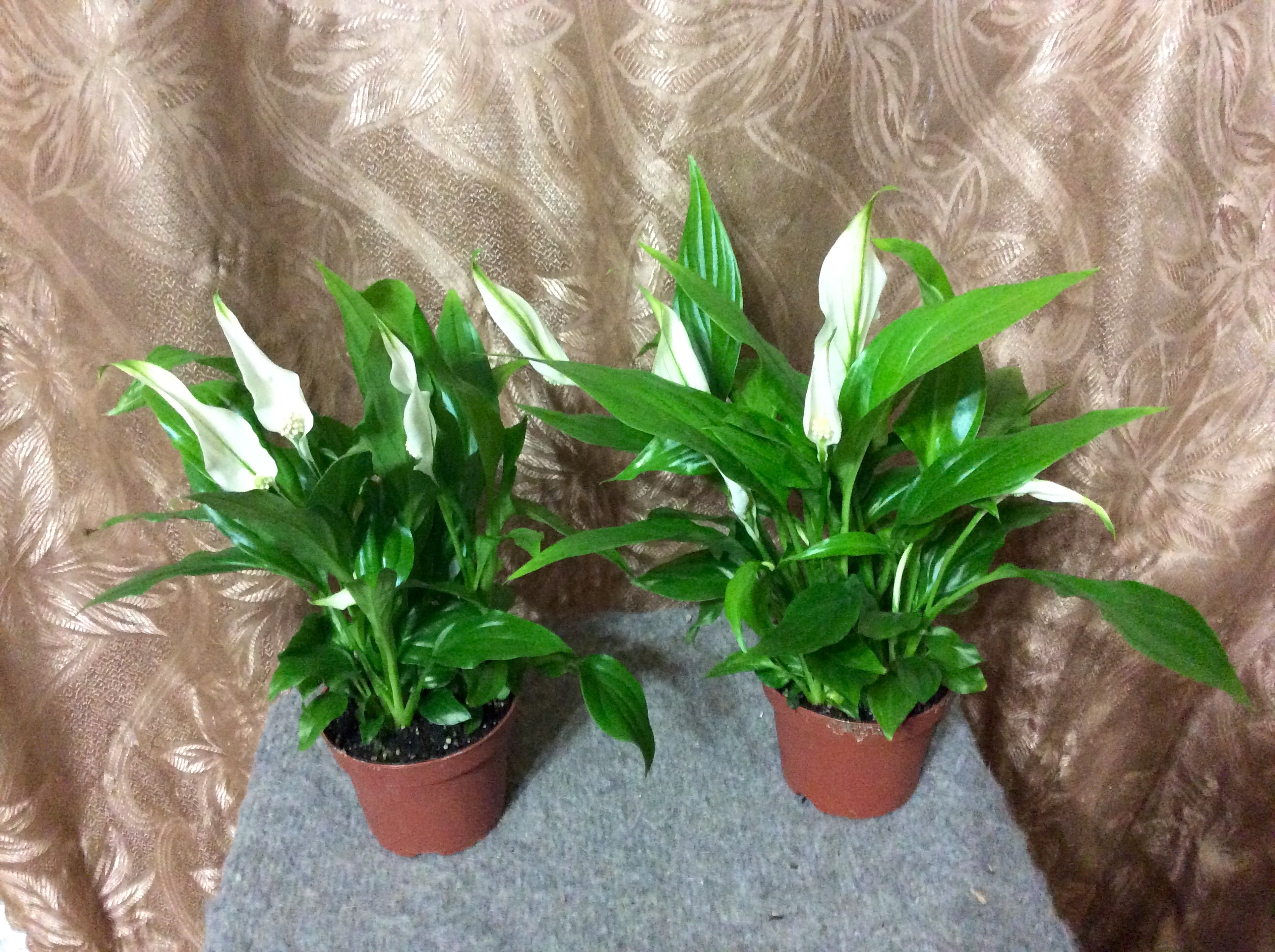 spathiphyllum best varieties