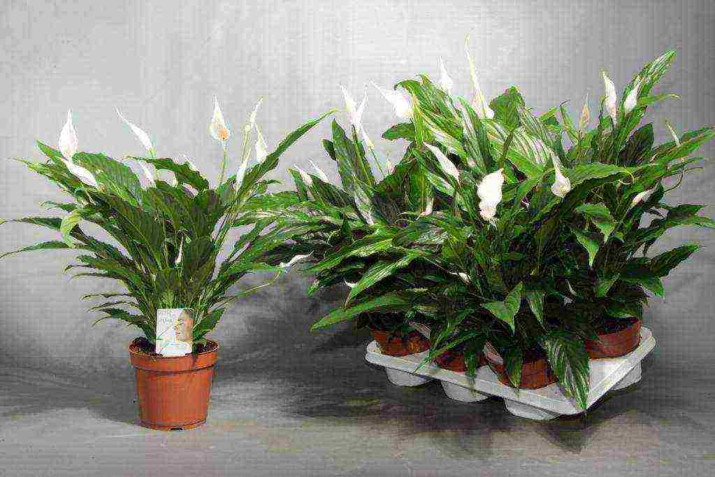 pinakamahusay na mga pagkakaiba-iba ng spathiphyllum