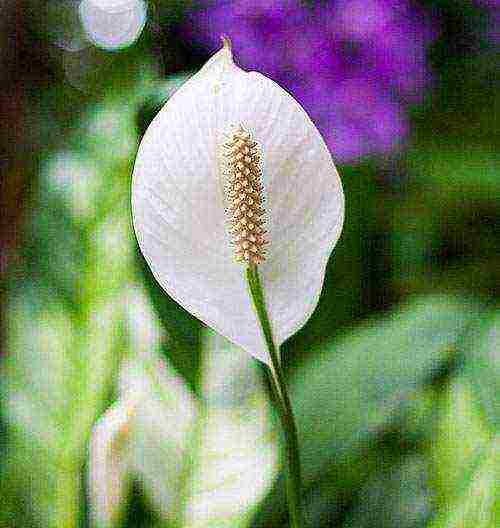 أفضل أنواع spathiphyllum