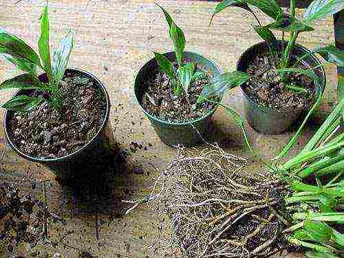 spathiphyllum พันธุ์ที่ดีที่สุด