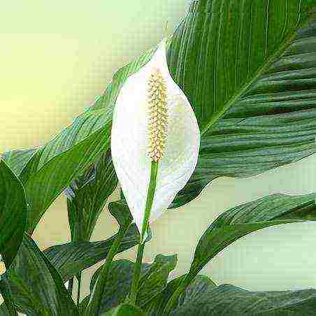 أفضل أنواع spathiphyllum