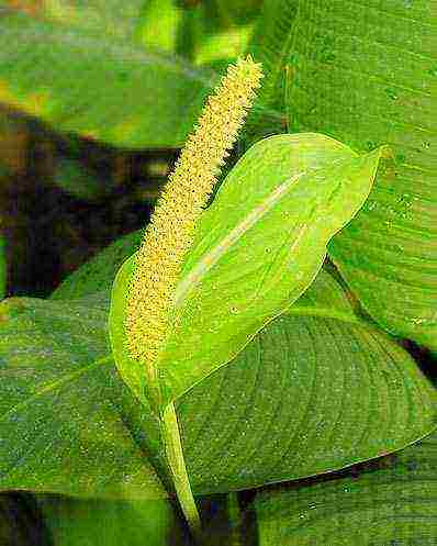 spathiphyllum พันธุ์ที่ดีที่สุด