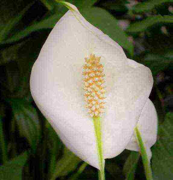 أفضل أنواع spathiphyllum