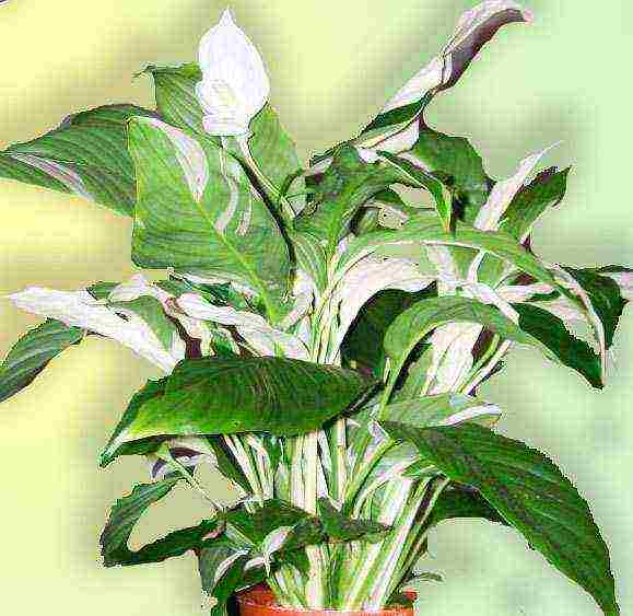 أفضل أنواع spathiphyllum