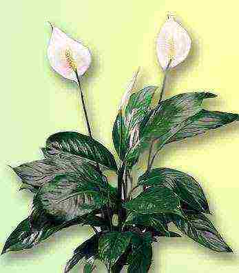 spathiphyllum พันธุ์ที่ดีที่สุด