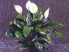 spathiphyllum best varieties