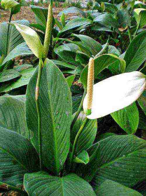 أفضل أنواع spathiphyllum