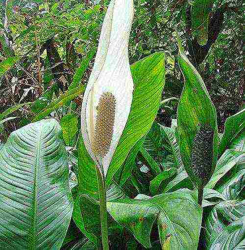 spathiphyllum พันธุ์ที่ดีที่สุด