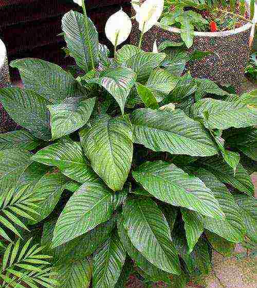 spathiphyllum พันธุ์ที่ดีที่สุด