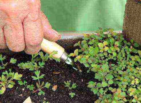 spirea dwarf planting and care in the open field