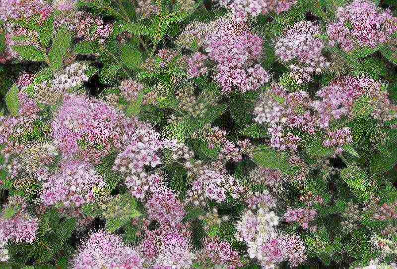 spirea dwarf planting and care in the open field