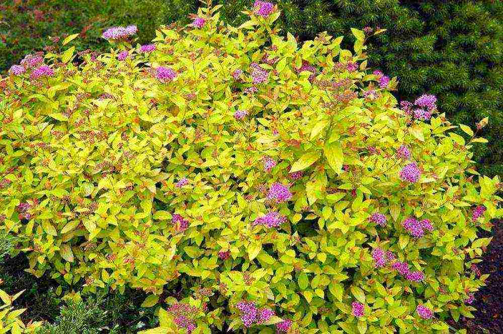 spirea dwarf planting and care in the open field