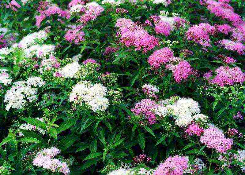 spirea dwarf planting and care in the open field