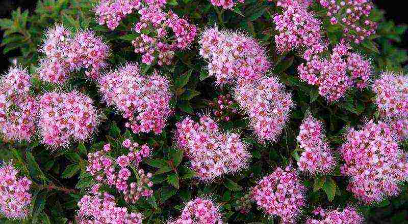 spirea dwarf planting and care in the open field