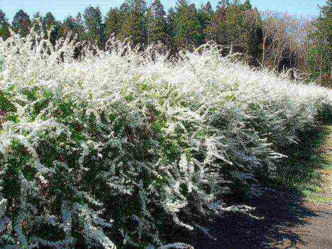 spirea dwarf planting and care in the open field