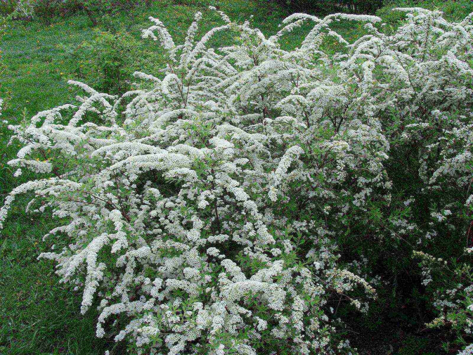 spirea dwarf planting and care in the open field