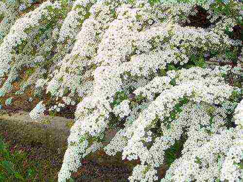 spirea dwarf planting and care in the open field