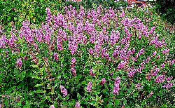 spirea dwarf planting and care in the open field