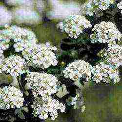 spirea best varieties