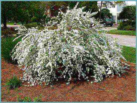 spirea best varieties