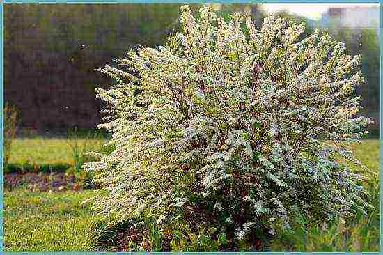 spirea best varieties