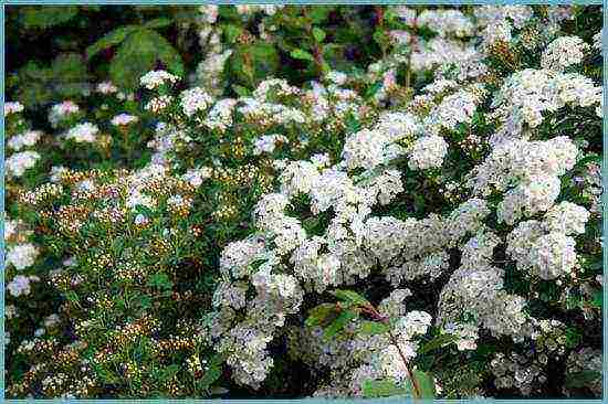 spirea best varieties