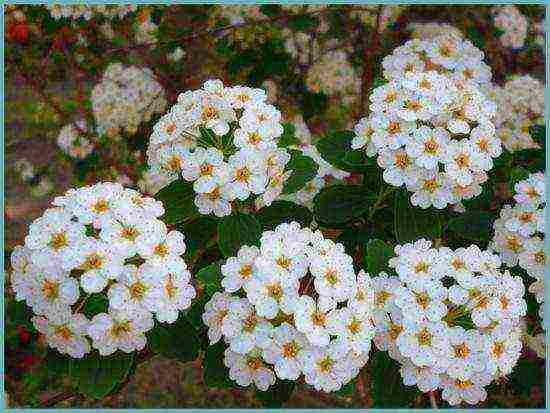 spirea best varieties