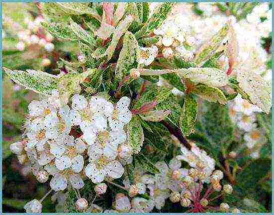 spirea best varieties