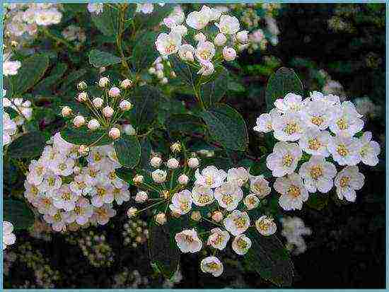 spirea best varieties