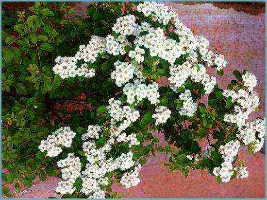 spirea best varieties