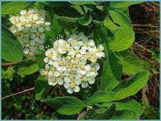 spirea best varieties