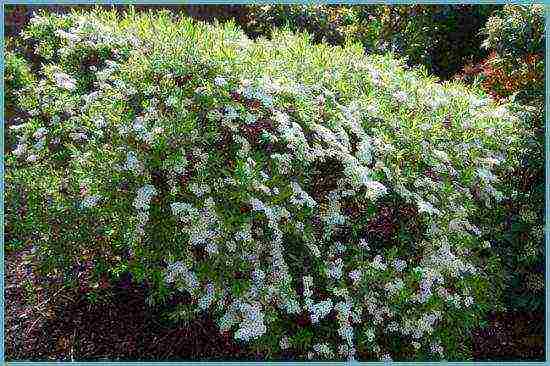 spirea best varieties