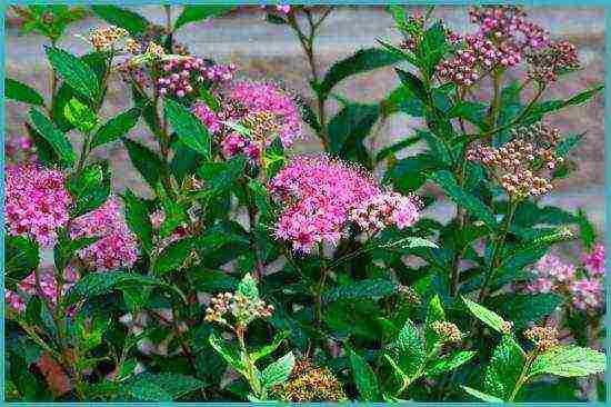 spirea best varieties