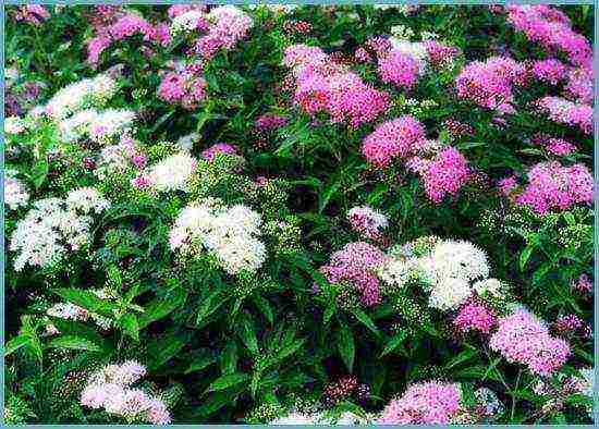 spirea best varieties