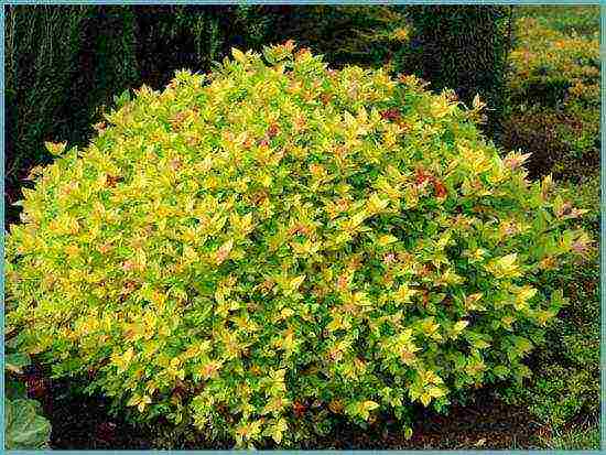 spirea best varieties