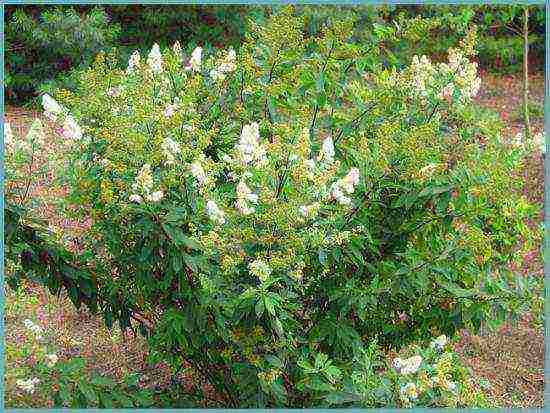 spirea best varieties