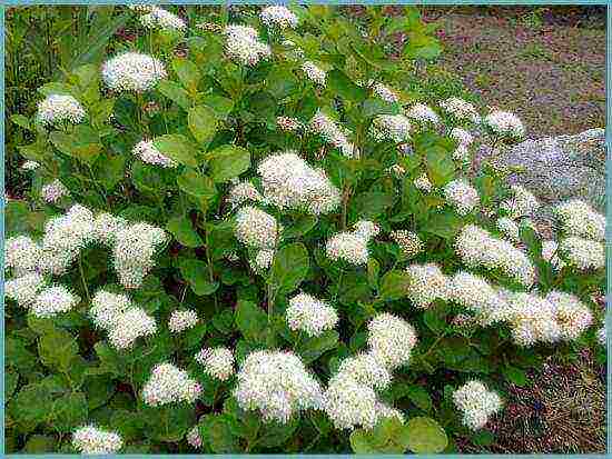 spirea best varieties