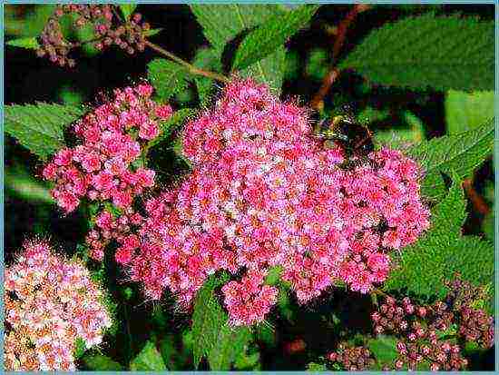 spirea best varieties