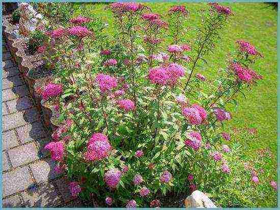 spirea best varieties