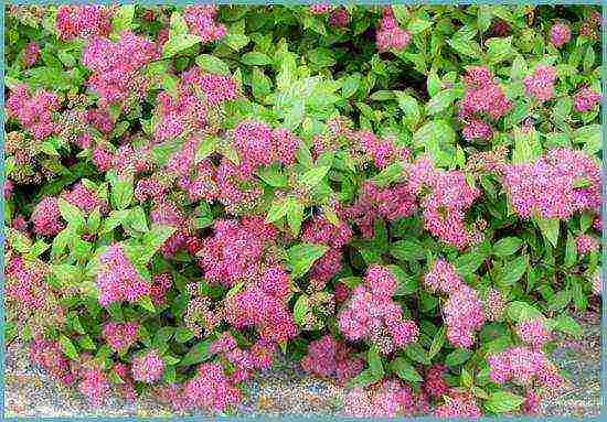 spirea best varieties