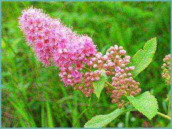 spirea best varieties