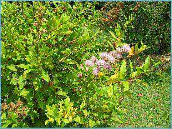 spirea best varieties