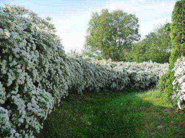 spirea best varieties