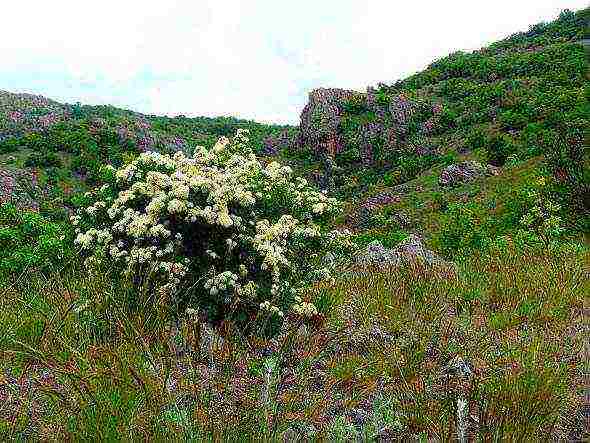 spirea best varieties