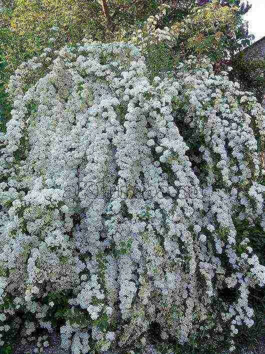 spirea best varieties