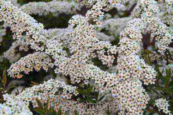 spirea best varieties