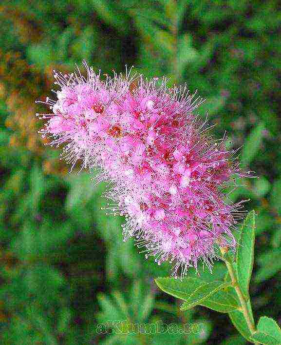 pinakamahusay na mga pagkakaiba-iba ng spirea