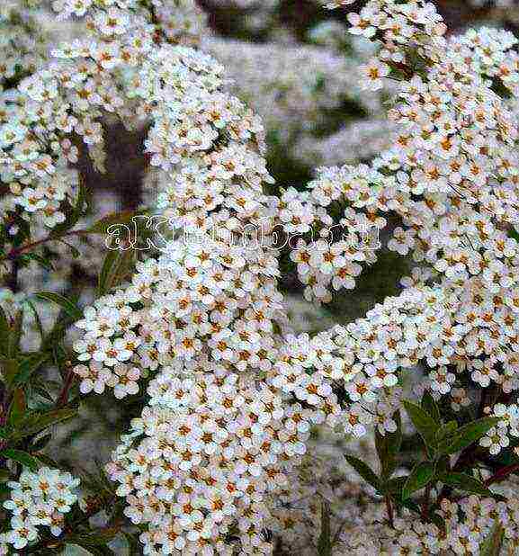 spirea best varieties