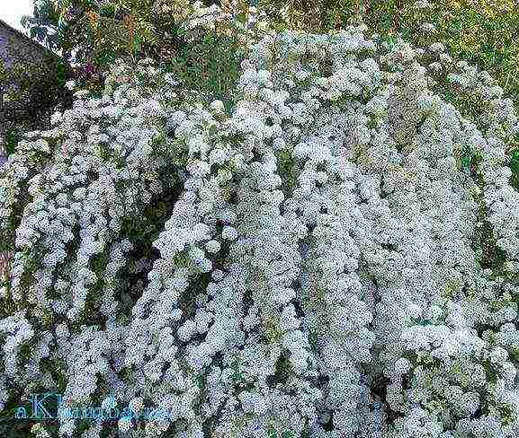 spirea best varieties