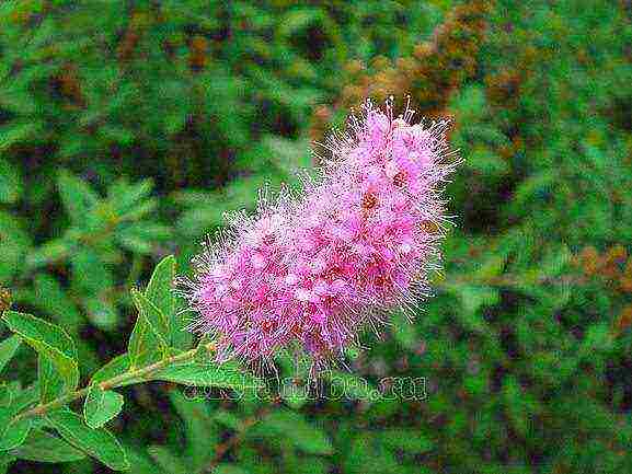 pinakamahusay na mga pagkakaiba-iba ng spirea